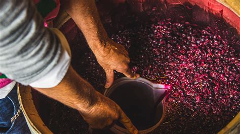 Wine Production in the 5 Valley Tributes