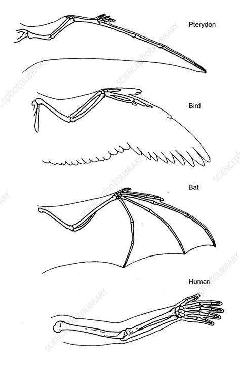 Evolution of wing bones in birds