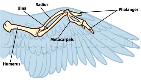 Structure and function of wing bones