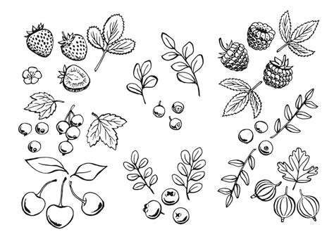 Winter Berries Template