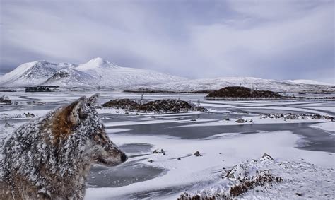 Winter Landscape with Animals