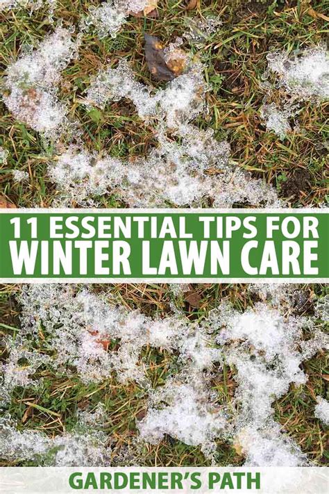 Winter Lawn Care