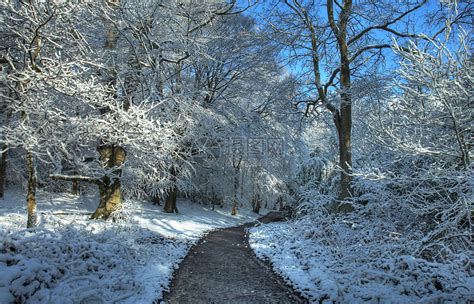 Winter Woodland Scene with Trees and Snowflakes