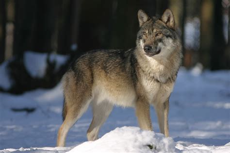 Wolf Conservation Status