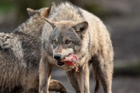 Wolf Diet