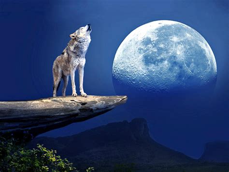 Wolf Howling at the Moon