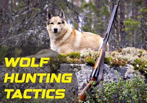 Wolf Hunting Tactics