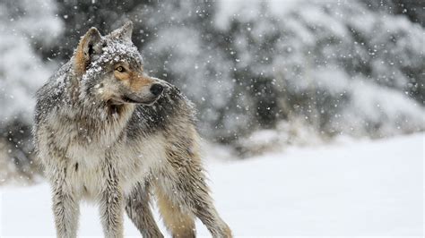 Wolf in Snow