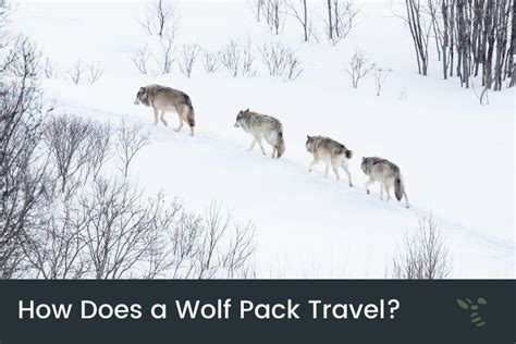 Reasons for getting a wolf pack tattoo