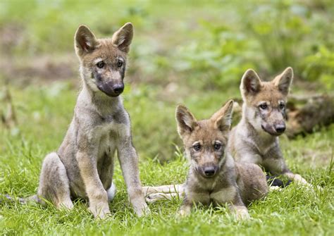 Wolf Pups