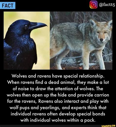 Wolf Raven Symbolism