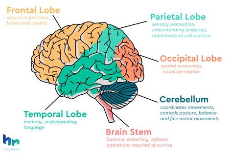 Word Search for Cognitive Function