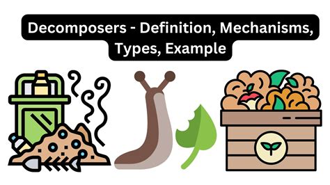 Working Mechanisms of Savanna Decomposers