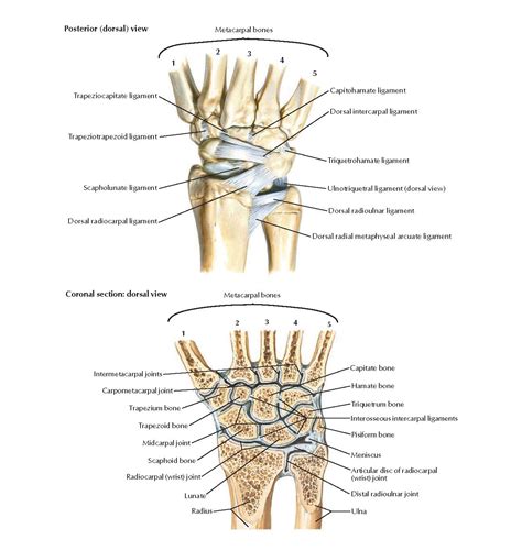 Wrist anatomy