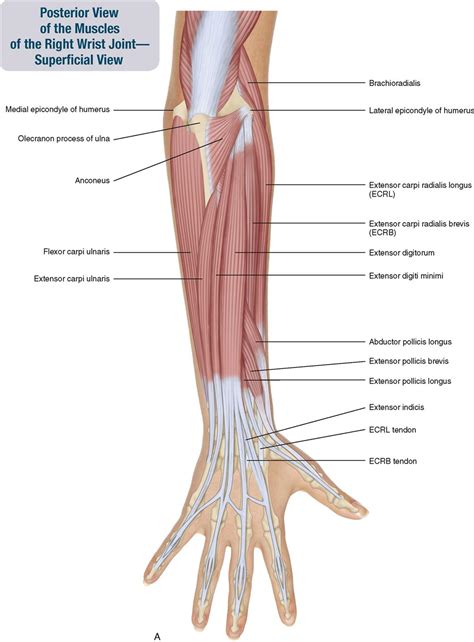 Wrist anatomy and muscles