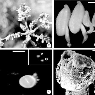 Xenogamy: The Transfer of Pollen