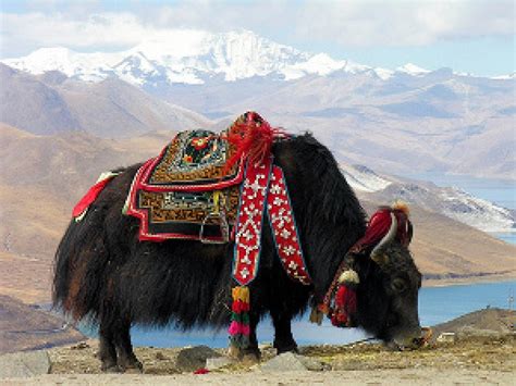 Yak Conservation