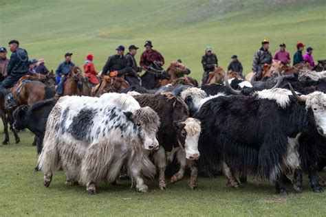 Yak Culture