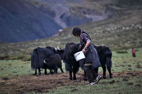 Yak Herding