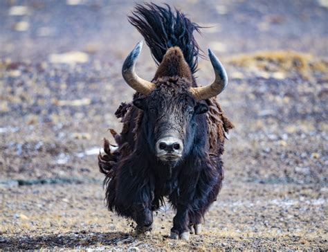 Yak in Chinese Culture