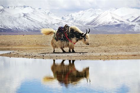 Yak in Tibetan Plateau