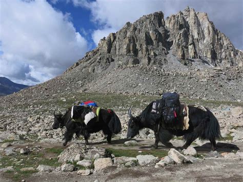 Yak Trekking