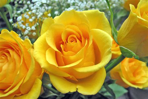 Yellow Rose Creation