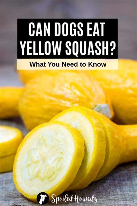 Yellow squash for dogs