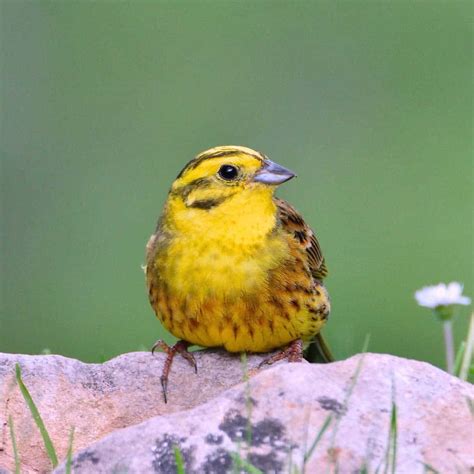 Yellowhammer bird