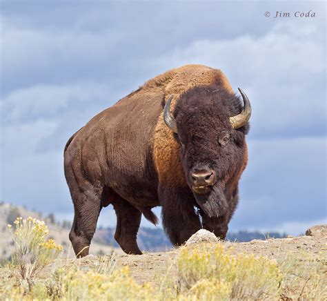 Yellowstone Bison