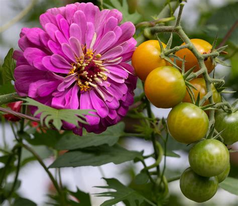 Zinnias and Tomatoes Companion Planting