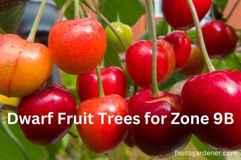 Zone 9b Fruit Trees