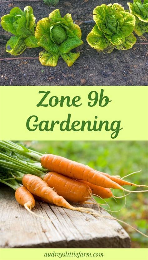 Zone 9b Gardening Tips