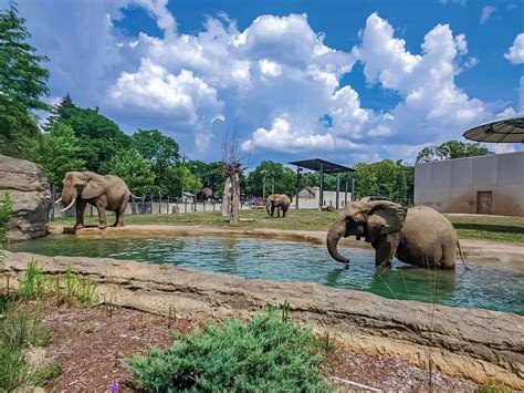 Zoo Sprunkis running in their enclosure