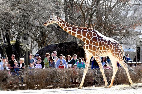 Crowd at the zoo