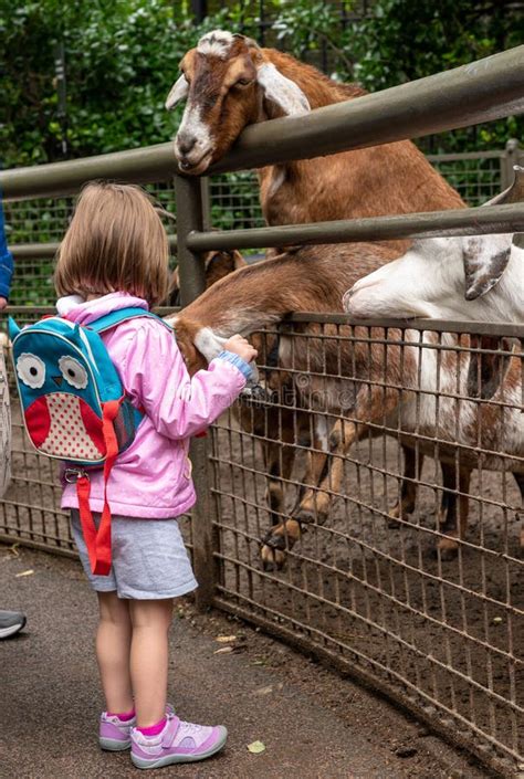 Reaching out to touch animals at the zoo