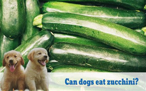 Zucchini for dogs