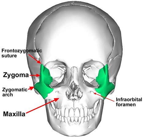 Zygomatic Bones Structure